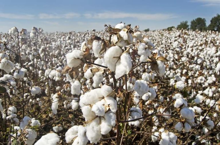2022:  Mali Becomes African Number One Producer Of Cotton  Despite ECOWAS Sanctions