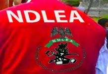 NDLEA arrests 559 suspects, secures 128 convictions in Anambra